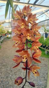 Cymbidium Mad Beauty