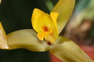 Lycaste Jason