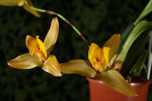 Lycaste Jason