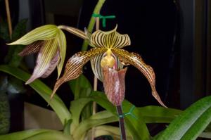 Paphiopedilum Iantha Stage