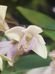 Dendrobium suffusum