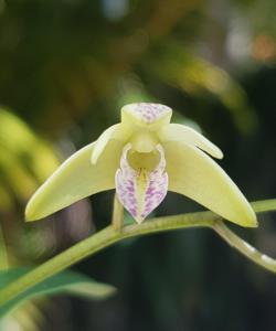 Dendrobium suffusum