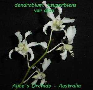 Dendrobium superbiens