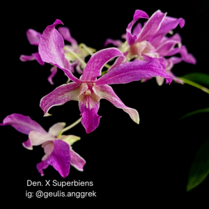 Dendrobium superbiens