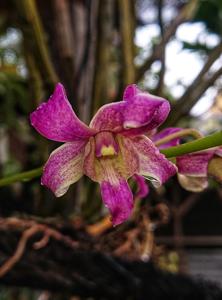 Dendrobium superbiens