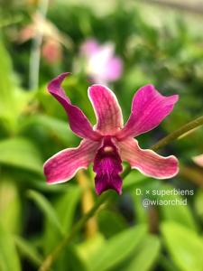 Dendrobium superbiens