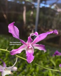 Dendrobium superbiens