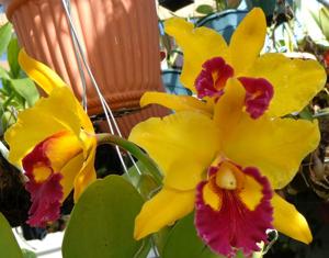 Rhyncholaeliocattleya Color Magic