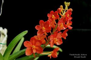 Vanda Arthorn