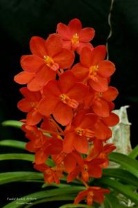 Vanda Arthorn