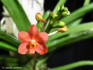 Vanda Arthorn