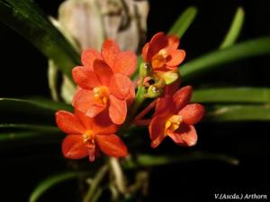 Vanda Arthorn