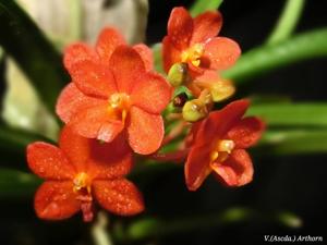 Vanda Arthorn