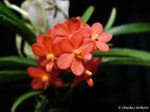 Vanda Arthorn