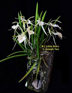 Brassavola Little Stars