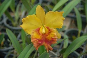 Rhyncholaeliocattleya Angkinantana