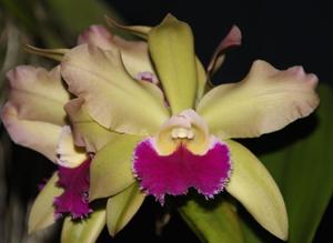 Rhyncholaeliocattleya Chinese Jade