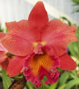 Rhyncholaeliocattleya Honolulu Sunset