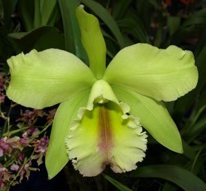 Rhyncholaeliocattleya Magic Meadow