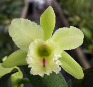 Rhyncholaeliocattleya Magic Meadow