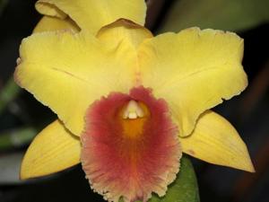 Rhyncholaeliocattleya Mamie Fouraker