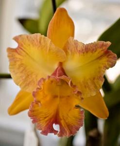 Rhyncholaeliocattleya Owen Holmes