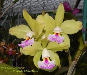 Rhyncholaeliocattleya Tatarown