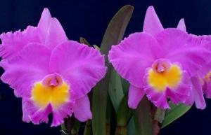 Rhyncholaeliocattleya Triumphal Coronation