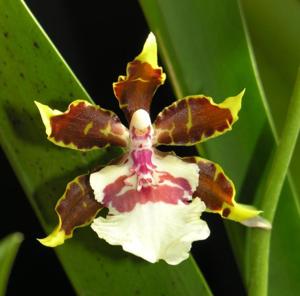 Oncidium Jungle Monarch