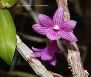 Dendrobium Kuniko