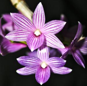 Dendrobium Kuniko