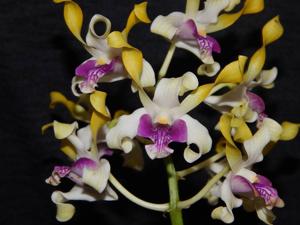 Dendrobium Livingstone