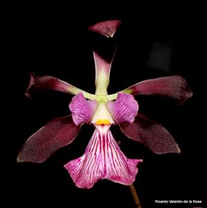 Encyclia Gail Nakagaki