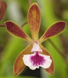 Encyclia Lorraine Smith