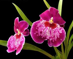 Miltoniopsis Martin Orenstein