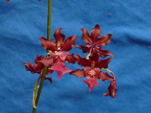 Oncidium Sharry Baby