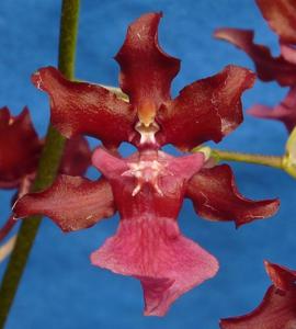 Oncidium Sharry Baby