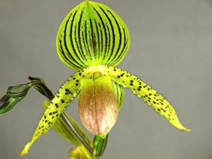 Paphiopedilum Prime Child