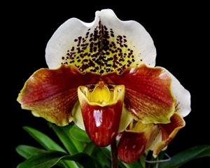 Paphiopedilum Totally Awesome