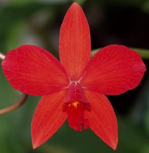 Cattleya Pole-Star