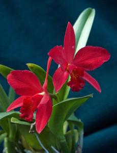 Cattlianthe Little Hazel