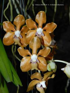 Vanda Golden Doubloon