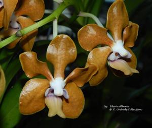 Vanda Golden Doubloon