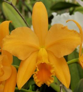 Cattleya Orange Sherbet