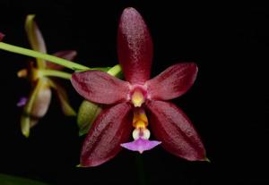 Phalaenopsis Malacea