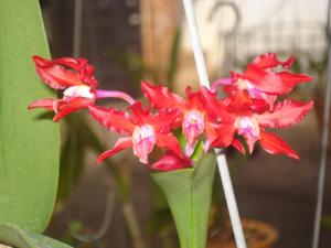 Laeliocattleya Anneliese