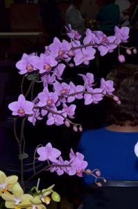 Phalaenopsis Little Mary