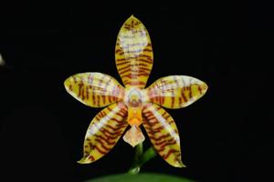 Phalaenopsis Golden Pride