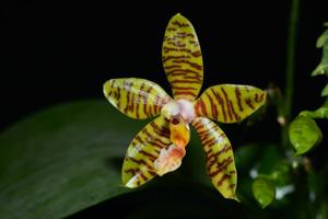 Phalaenopsis Golden Pride