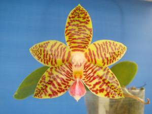 Phalaenopsis Golden Pride